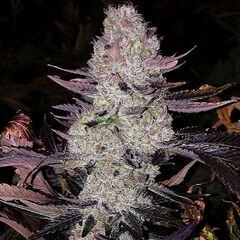 Grape Diamonds R2, Фасовка: 5